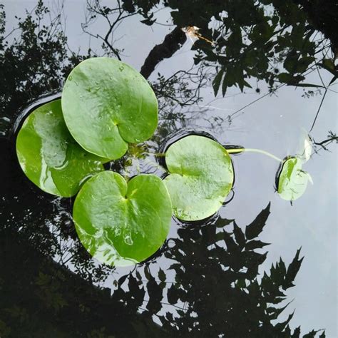 Buy West Indian spongeplant Limnobium laevigatum: Delivery by Waitrose ...