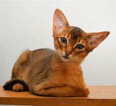 cat breeders abyssinian cats cats cat breeders abyssinian cats cats