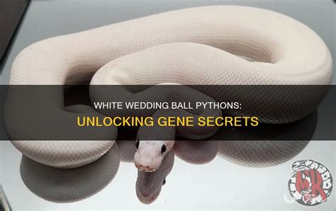 Image result for White Wedding Ball Python