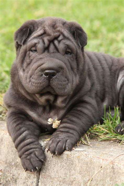 Chinese shar pei temperament price puppies breeder tips – Artofit