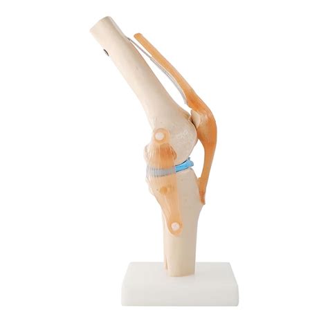 Buy WSXKA Skeleton Model with Ligaments, 1:1 Size Human Knee Joint ...