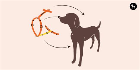 Safety First: Tips for Fitting and Adjusting Dog Harnesses Correctly