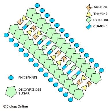 Image result for DNA Tutorial