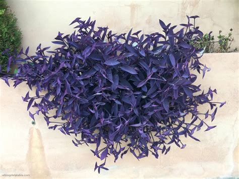 En iyi Hava Temizleyen Ev Bitkileri - SumoGarden™