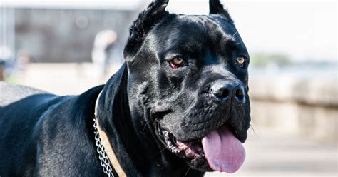 Cane Corso Protection 的图像结果