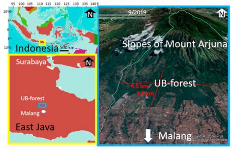Agroforestry Innovation through Planned Farmer Behavior: Trimming in ...