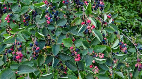 Image result for Serviceberry Tree Varieties