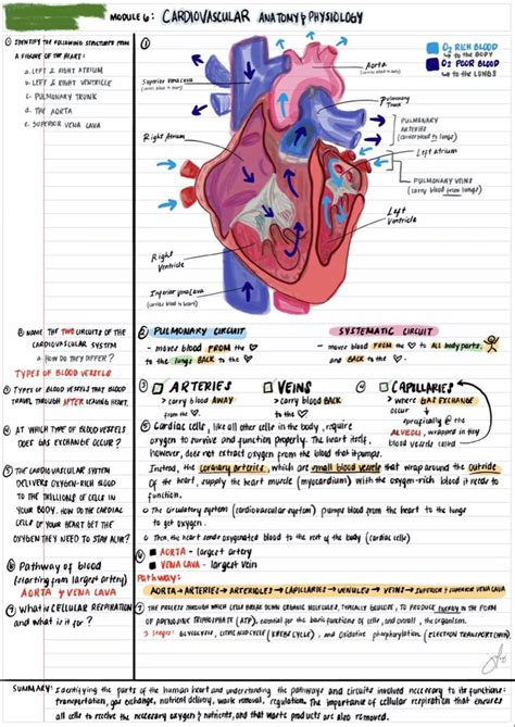 Image result for Cardiovascular System and Function Notes