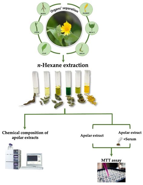 LC-HR/MS Analysis of Lipophilic Extracts from Calendula arvensis (Vaill ...