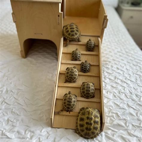 Image result for Tortoise Table