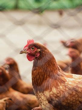 Standard poultry farm | Unit of RM Hatchery Foods Pvt. Ltds :: Login