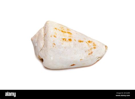 Image result for How to Remove Fossilized White From Conch Shells