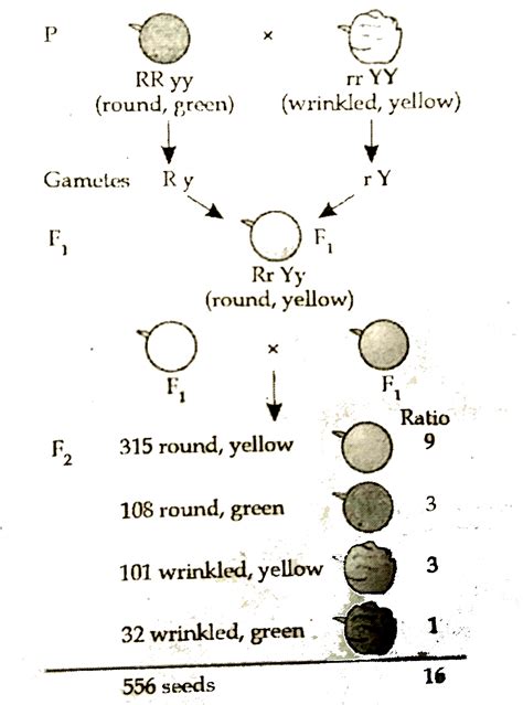 Dominant And Recessive Traits In Pea Plants