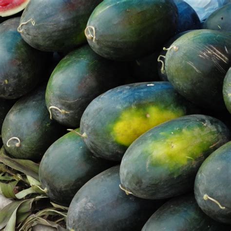 Black Diamond Watermelon Growing