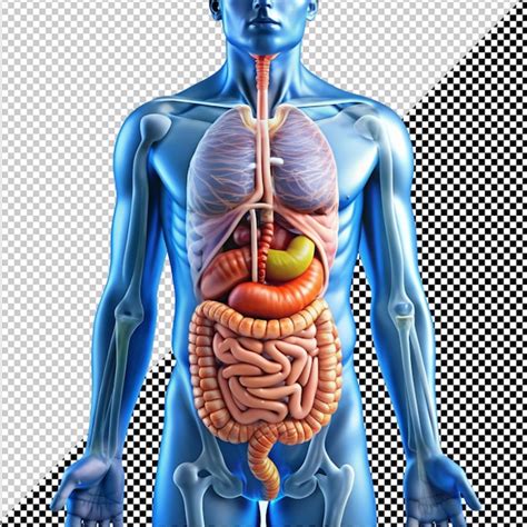 Image result for Digestive System No Background