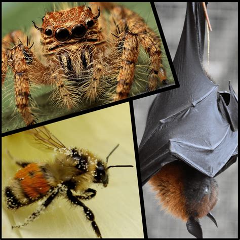 Spiders, Bats, and Bees... OH MY! - Aussie Bark Control