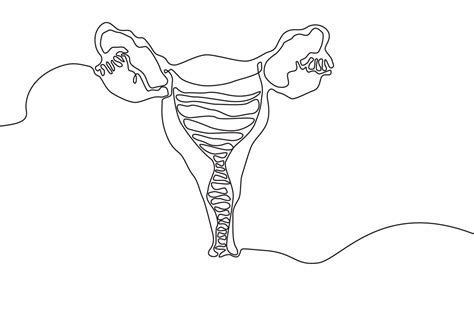 Uterus Drawing