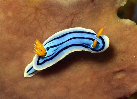 Image result for Pango Animals