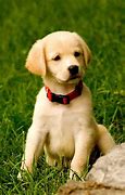 Image result for Cutest Pet to Have