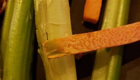 TIPSY MOOSE, Troy - Restaurant Reviews, Phone Number & Photos - Tripadvisor