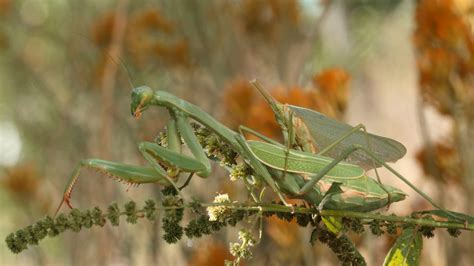 9 Difference between Male and Female Praying Mantis (With Table) - Animal Differences