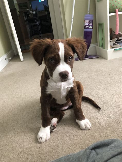 Saint Bernard Pitbull Mix Puppies