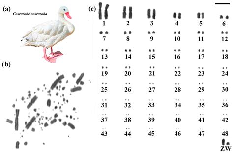 Evolutionary Inferences on the Chromosomal Diversity of Anseriformes ...