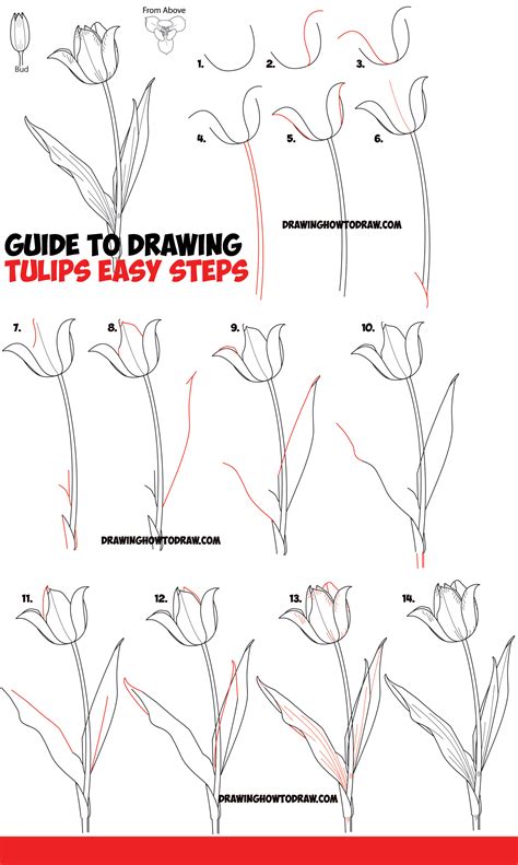 Simple Tulip Drawing at PaintingValley.com | Explore collection of ...