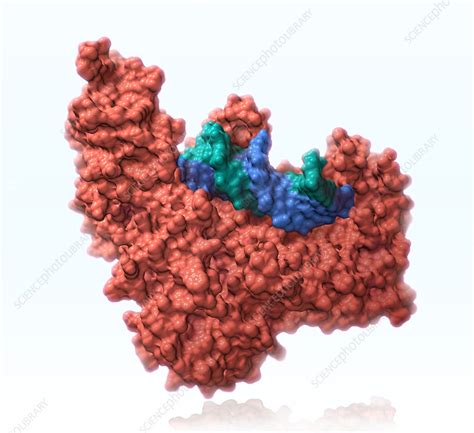 Image result for Reverse transcriptase function