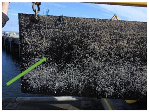 Biofouling Removal Using a Novel Electronic System for Driving an Array ...