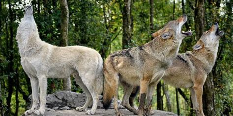 Image result for Wolves Howling Sleep Sounds