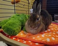 Image result for Cute Baby Dwarf Bunnies