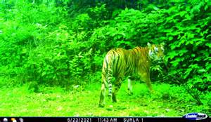 Tiger reserve case: SC gives CEC one week to file report