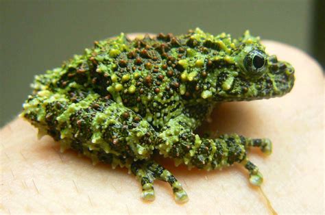 Image result for vietnamese mossy frog