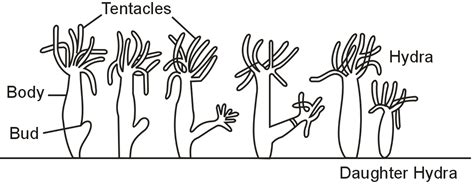 Image result for Budding Process