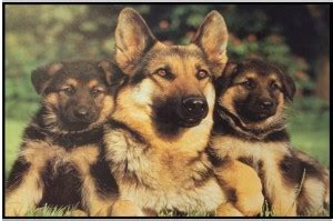 German Shepherd Poster for room.Dog Posters - images for bedroom and ...
