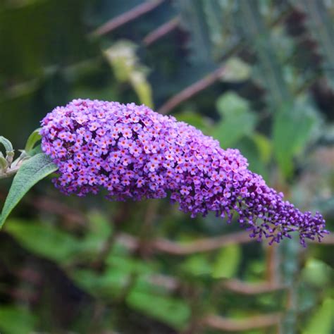 Butterfly bushes Care (Watering, Fertilize, Pruning, Propagation ...
