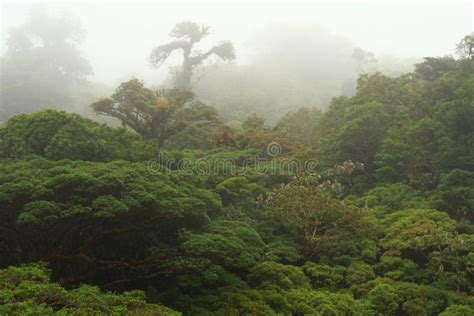 巴西亚马逊：地球上最神奇的“生命王国”|巴西|亚马逊雨林_凤凰旅游