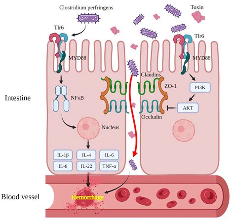 Oxidative Stress and Intestinal Transcriptome Changes in Clostridium ...