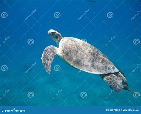 Big Green turtle . stock photo. Image of underwater - 260070820