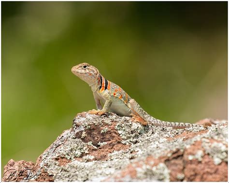 Image result for Eastern Collared Lizard