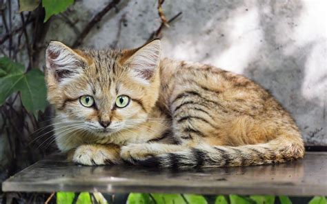 Gatito mirando camara Fondo de pantalla 4k ID:11164