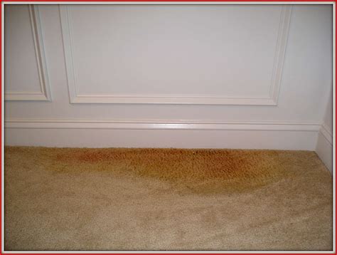 Can Dog Urine On Carpet Cause Mold