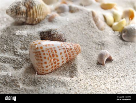 Image result for Beach Background Pearly Shell