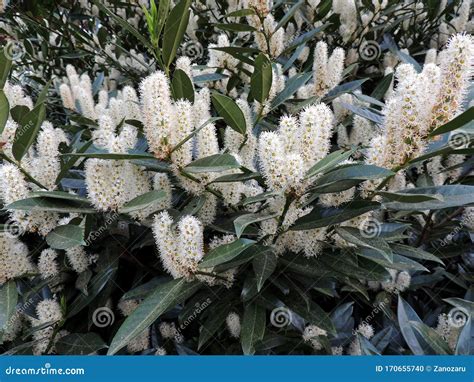 Cherry Laurel, Common Laurel, English Laurel Stock Photo - Image of ...