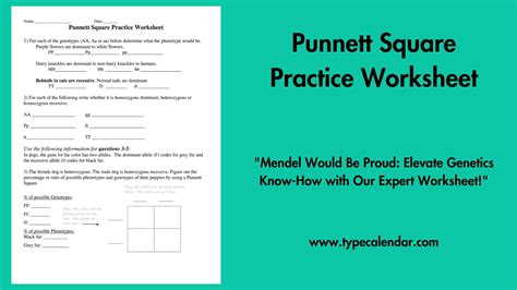 Punnett Square Practice Worksheet (Edited) - Worksheets Library