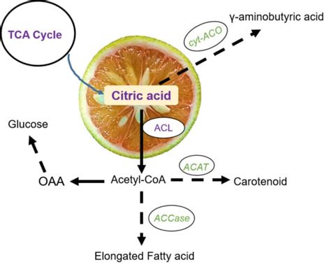 Comparative Metabolites and Citrate-Degrading Enzymes Activities in ...