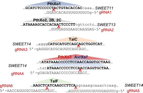 Guide RNA Function 的图像结果