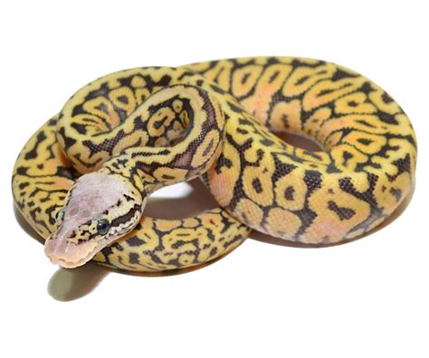 Image result for Spotnose Ball Python