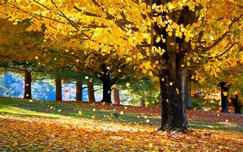 Download Leaf Yellow Fall Earth Nature Tree Image